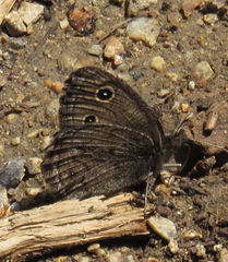 Cercyonis oetus