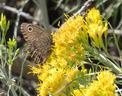 Cercyonis oetus