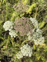 Seseli annuum