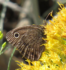 Cercyonis oetus