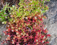 Crassula thunbergiana