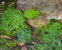 Crassula thunbergiana