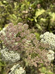 Seseli annuum