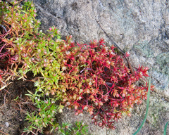 Crassula thunbergiana