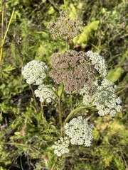 Seseli annuum