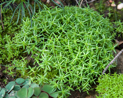 Crassula thunbergiana