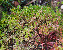 Crassula thunbergiana