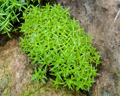 Crassula thunbergiana