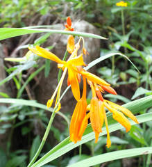 Crocosmia aurea aurea