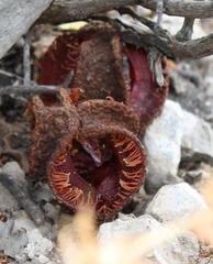 Hydnora africana