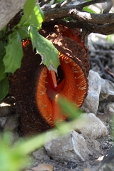 Hydnora africana