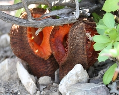 Hydnora africana