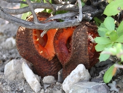 Hydnora africana