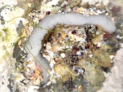 Siphonaria pectinata