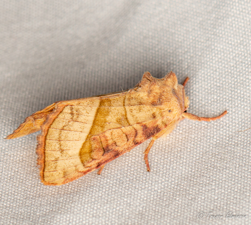 Hydraecia stramentosa