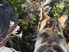 Pelargonium articulatum
