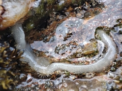 Siphonaria pectinata