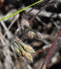 Pelargonium articulatum