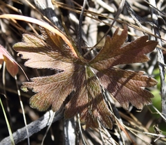 Pelargonium articulatum