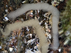 Siphonaria pectinata