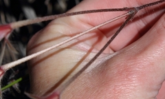 Pelargonium articulatum