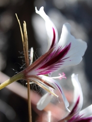 Pelargonium articulatum