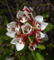 Ceratandra globosa