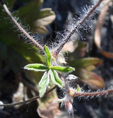 Pelargonium articulatum