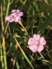 Agalinis skinneriana