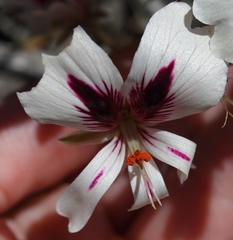 Pelargonium articulatum