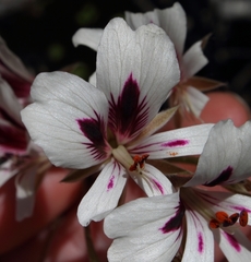 Pelargonium articulatum