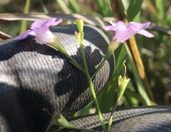 Agalinis skinneriana