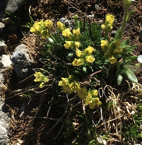 Draba hoppeana