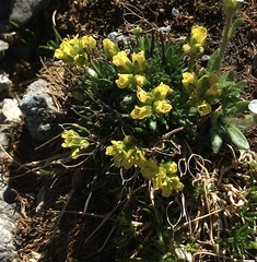 Draba hoppeana