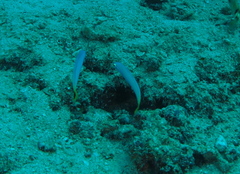 Ptereleotris heteroptera