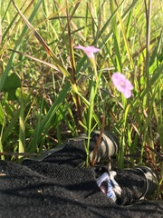 Agalinis skinneriana