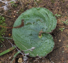 Eriospermum capense capense