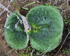 Eriospermum capense capense