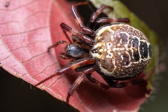 Araneus venatrix