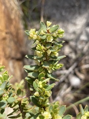 Clutia polygonoides