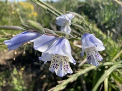 Gladiolus caeruleus