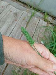 Phleum pratense nodosum