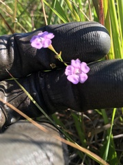 Agalinis skinneriana