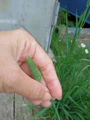 Phleum pratense nodosum