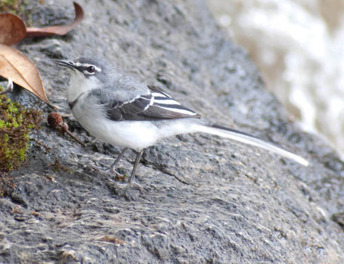 Motacilla clara torrentium