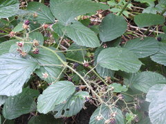 Rubus hirtus