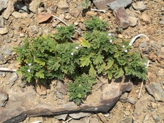 Verbena supina