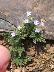Verbena supina
