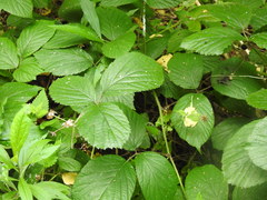 Rubus hirtus