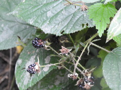 Rubus hirtus